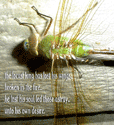 Locust King